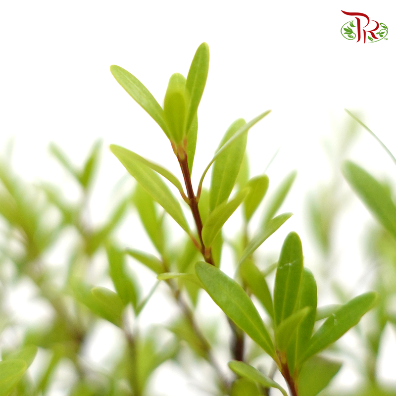 Syzygium Buxifolium 《小叶赤楠》20cm-Pudu Ria Florist-prflorist.com.my