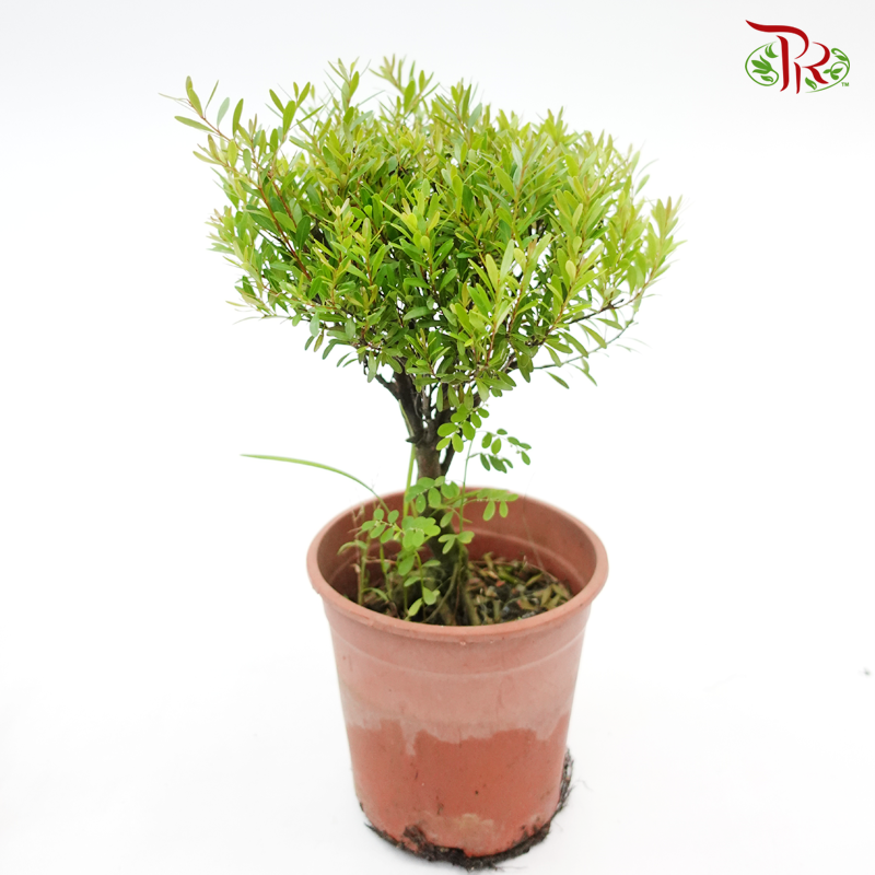 Syzygium Buxifolium《小叶赤楠》