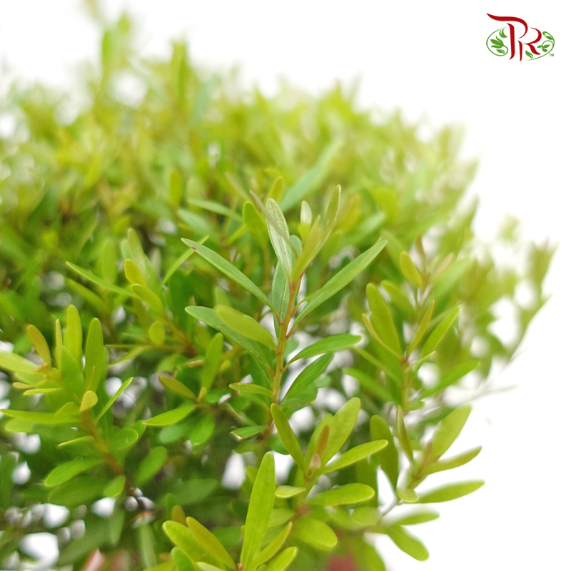 Syzygium Buxifolium《小叶赤楠》