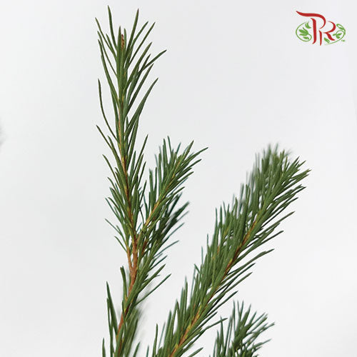 Melaleuca Alternifolia - (3 Stems) - Pudu Ria Florist
