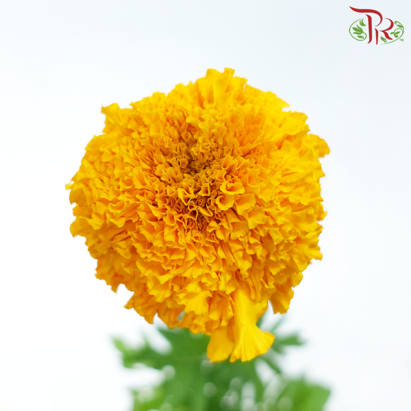 Tagetes Erecta - Orange (5 Stems)-Orange-Japan-prflorist.com.my
