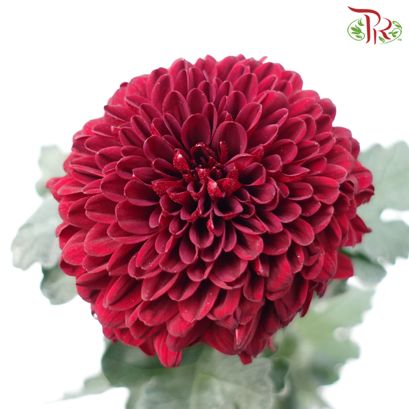 Taiwan Mum Chrysanthemum - Burgundy (5-6 Stems)-Burgundy-Malaysia-prflorist.com.my