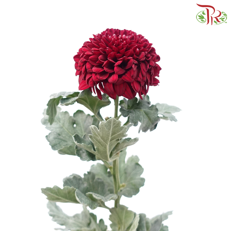 Taiwan Mum Chrysanthemum - Burgundy (5-6 Stems)-Burgundy-Malaysia-prflorist.com.my