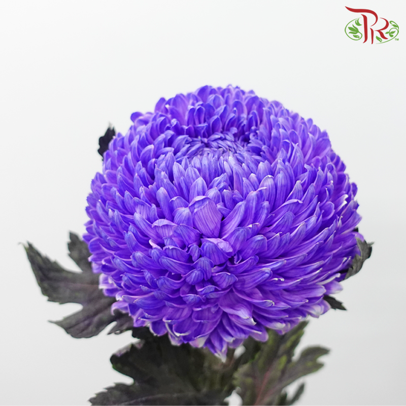 Taiwan Mum Chrysanthemum - Indigo Purple (5-6 Stems)-Indigo Purple-Malaysia-prflorist.com.my