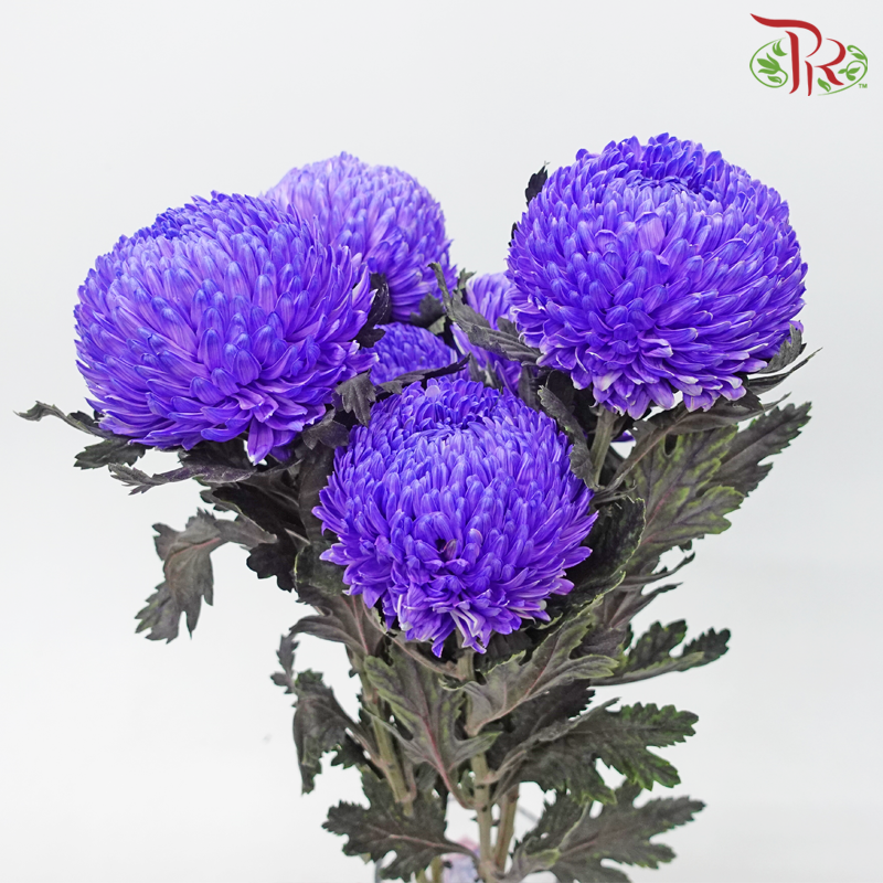 Taiwan Mum Chrysanthemum - Indigo Purple (5-6 Stems)-Indigo Purple-Malaysia-prflorist.com.my
