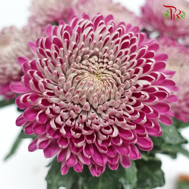 Taiwan Mum (Chrysanthemum)- Purple (5 Stems)-Dark Purple-Malaysia-prflorist.com.my