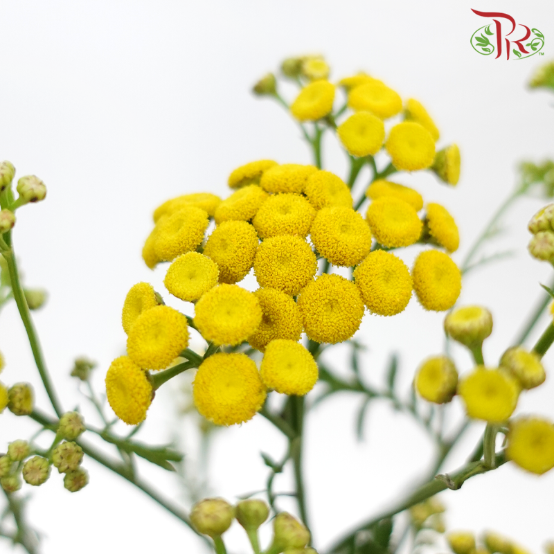 Tanacetum Vulgare - Yellow (5 Stems)-Yellow-Japan-prflorist.com.my