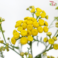 Tanacetum Vulgare - Yellow (5 Stems)-Yellow-Japan-prflorist.com.my