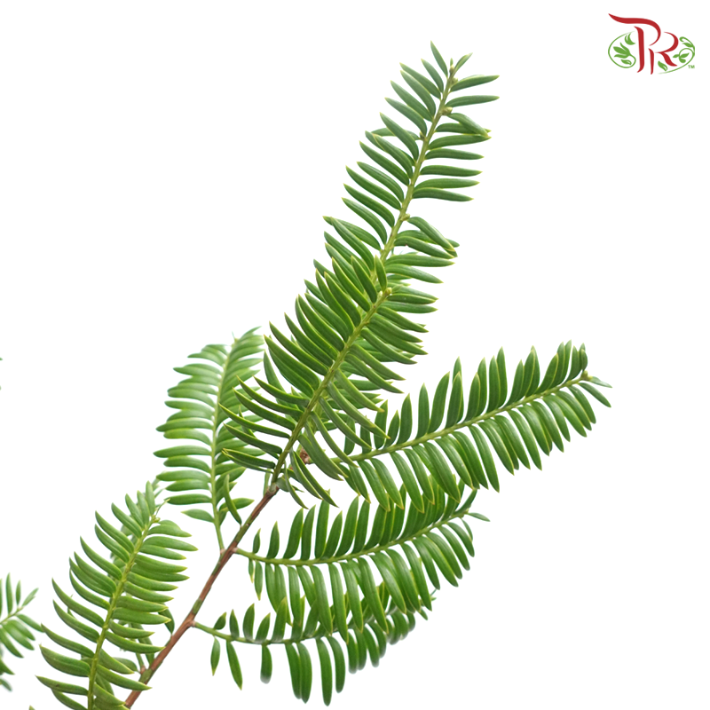 Taxus Chinesis (Per Bunch)-China-prflorist.com.my
