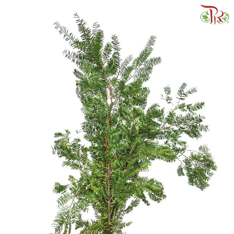 Taxus Chinesis (Per Bunch)-China-prflorist.com.my