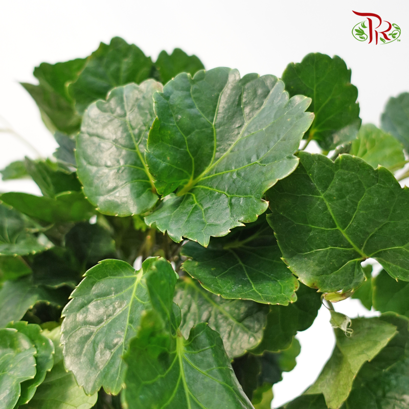 Tea Cup Green Leaf-Malaysia-prflorist.com.my