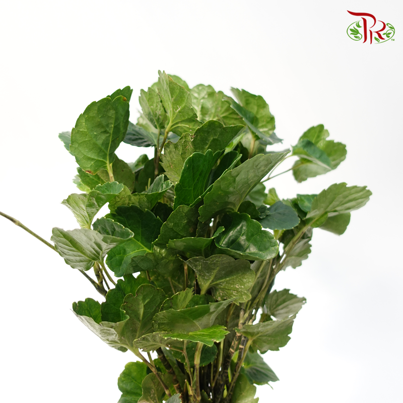 Tea Cup Green Leaf-Malaysia-prflorist.com.my