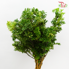 Tea leaf - Sharp-Malaysia-prflorist.com.my