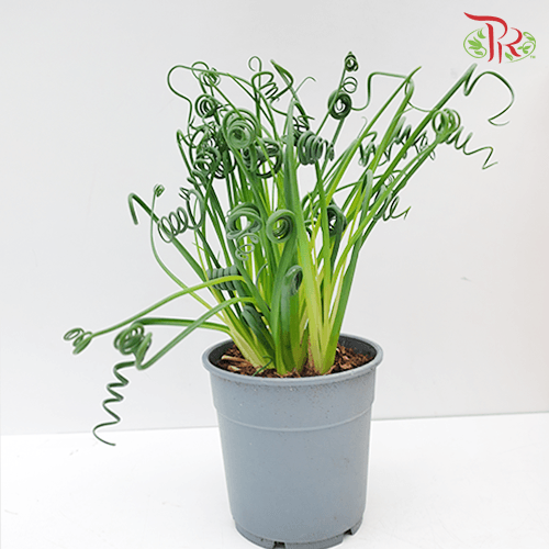 Albuca Frizzle Sizzle《弹簧草》 - Pudu Ria Florist