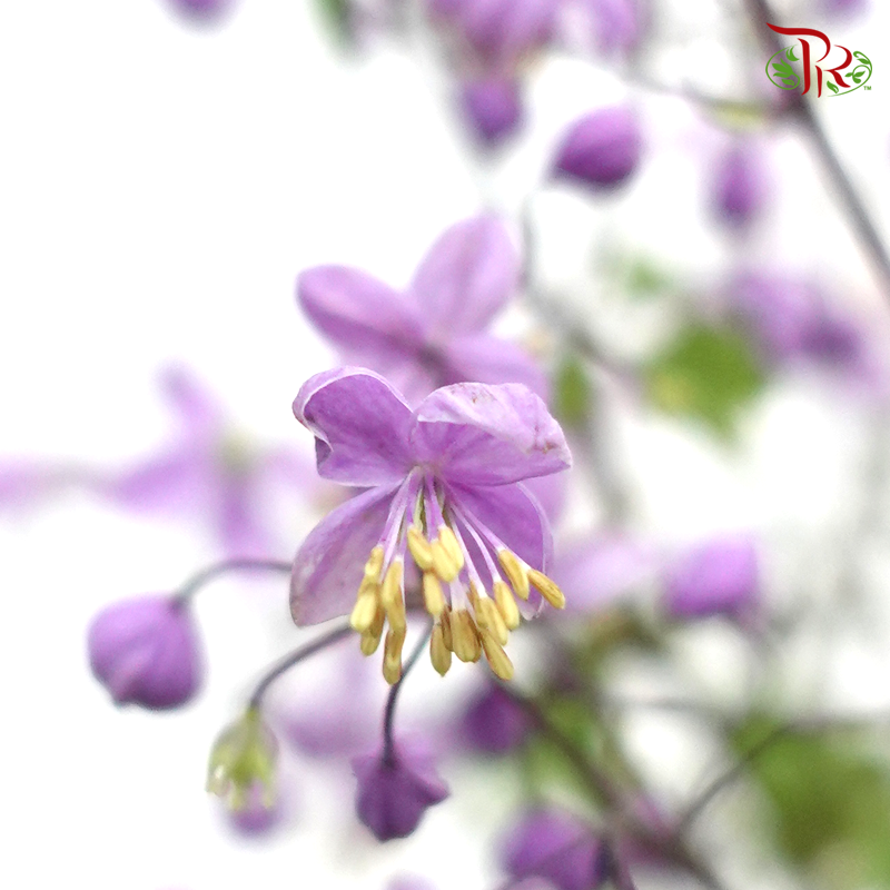 Thalictrum- Purple - Tiny Flower Bud (Per bunch)-Purple-China-prflorist.com.my