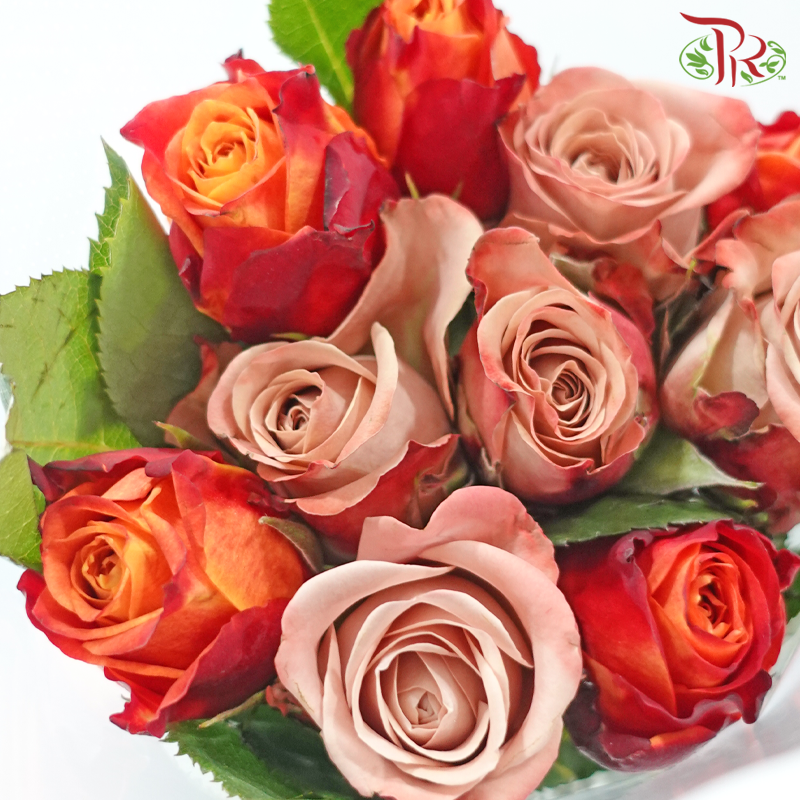 The Courage of Love - (Mixed - Kenya Cappuccino & Fire) (10 Stems Per Bundle)-Kenya-prflorist.com.my
