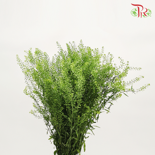 Thlaspi Green Bell - (Per Bunch )-Green-China-prflorist.com.my