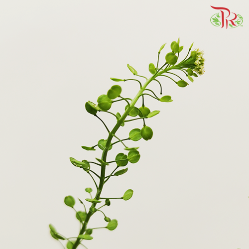 Thlaspi Green Bell - (Per Bunch)-Green-Vietnam-prflorist.com.my