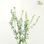 Thlaspi Green Bell - (Per Bunch)-Green-Vietnam-prflorist.com.my