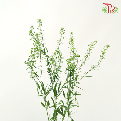 Thlaspi Green Bell - (Per Bunch)-Green-Vietnam-prflorist.com.my