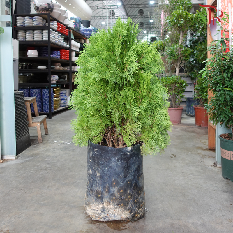 Thuja 3'OH 《岸柏》