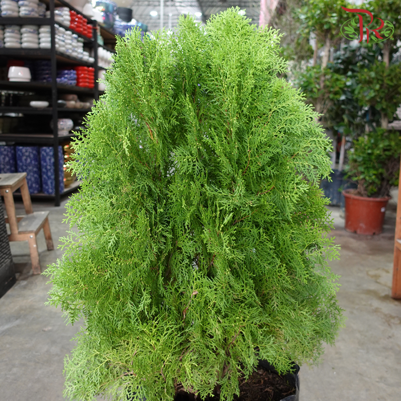 Thuja 3'OH 《岸柏》
