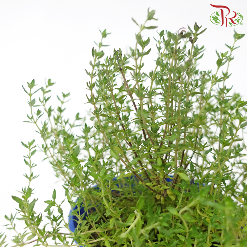 Thyme P150《百里香》-Pudu Ria Florist-prflorist.com.my