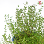 Thyme P150《百里香》-Pudu Ria Florist-prflorist.com.my