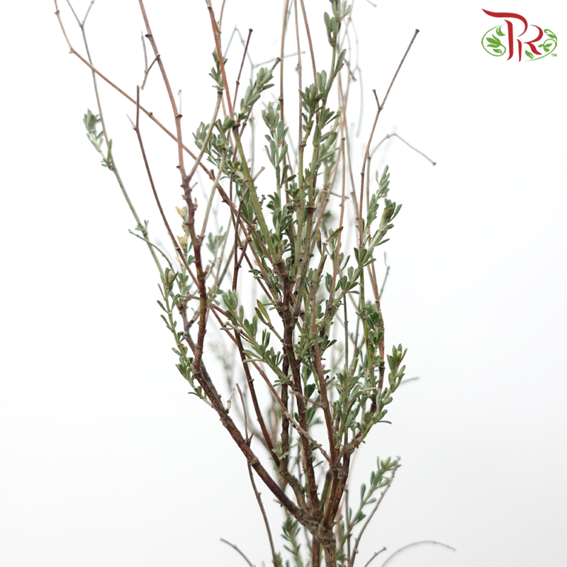 Thymus (Per Bunch)-Netherland-prflorist.com.my