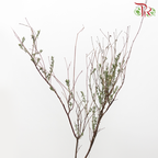 Thymus (Per Bunch)-Netherland-prflorist.com.my