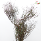 Thymus (Per Bunch)-Netherland-prflorist.com.my