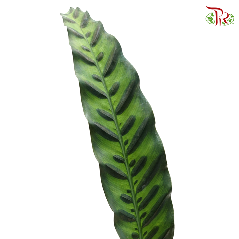 Tiger Leaf (20 Stems)-Malaysia-prflorist.com.my