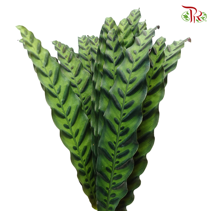 Tiger Leaf (20 Stems)-Malaysia-prflorist.com.my