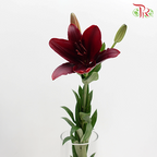 Tiger Lily 3+ - Maroon (5 Stems)-Maroon-China-prflorist.com.my