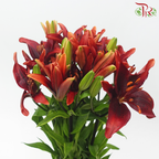Tiger Lily 4+ - Black Onyx (5 Stems)-Red-China-prflorist.com.my