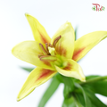Tiger Lily 4+ - Deja Vu (5 Stems)-Yellow-China-prflorist.com.my