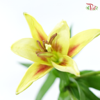 Tiger Lily 4+ - Deja Vu (5 Stems)-Yellow-China-prflorist.com.my