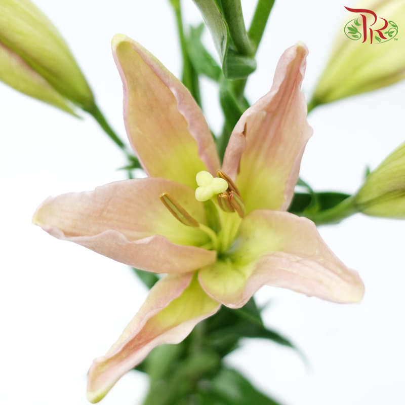 Tiger Lily 4+ - Light Pink (5 Stems)-Light Pink-China-prflorist.com.my