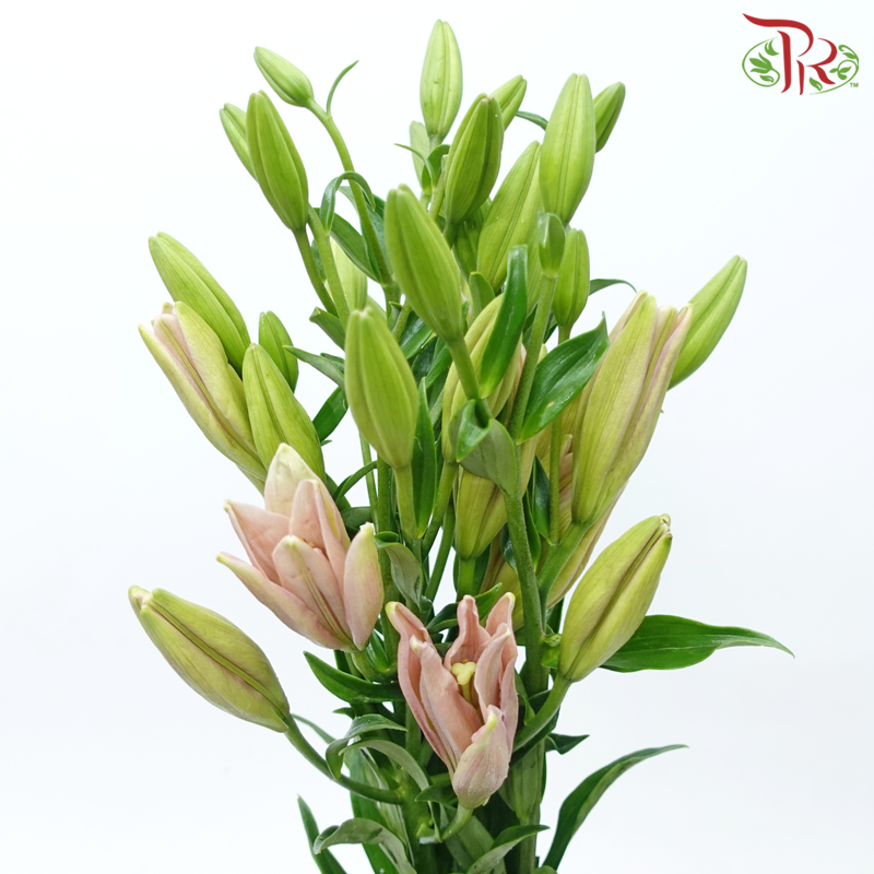 Tiger Lily 4+ - Light Pink (5 Stems)-Light Pink-China-prflorist.com.my