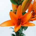 Tiger Lily 3+