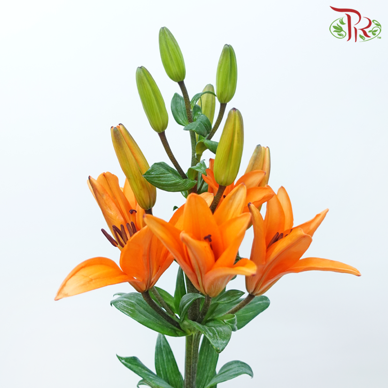 Tiger Lily 3+
