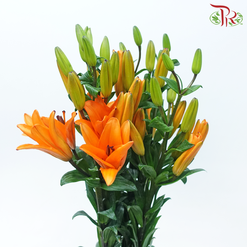 Tiger Lily 3+