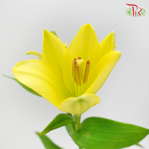 Tiger Lily 4+ - Yellow (5 Stems)-Yellow-China-prflorist.com.my