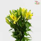 Tiger Lily 4+ - Yellow (5 Stems)-Yellow-China-prflorist.com.my