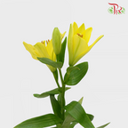 Tiger Lily 4+ - Yellow (5 Stems)-Yellow-China-prflorist.com.my