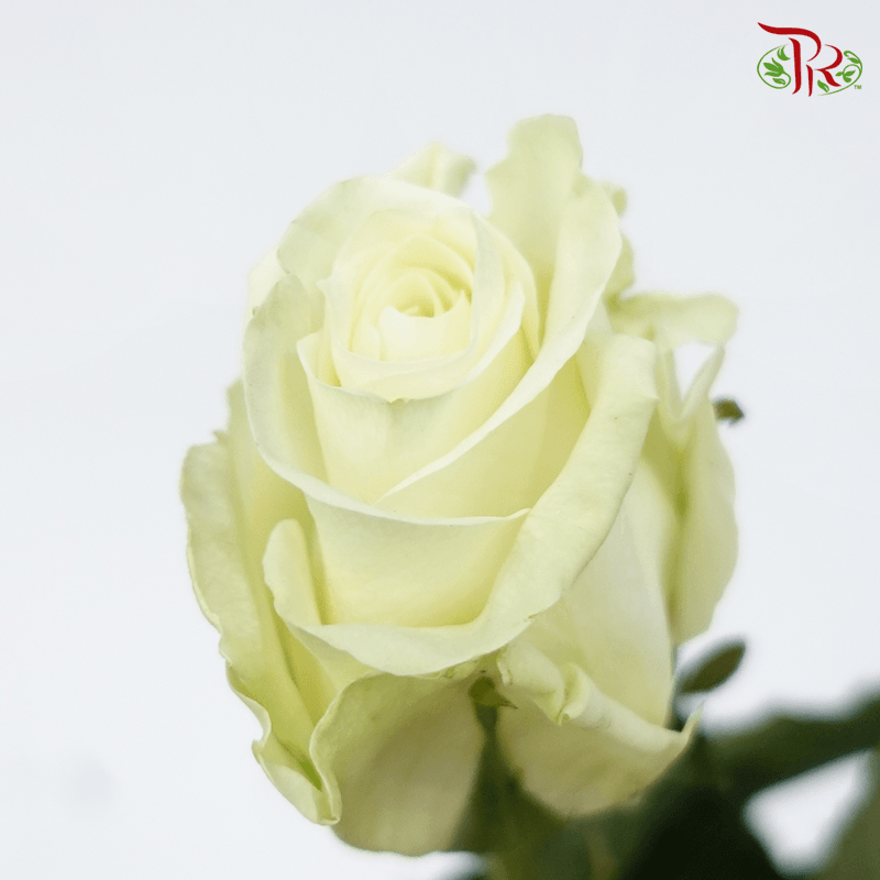 Tikan - Rose Import White (25 Stems)-White-Ecd-prflorist.com.my