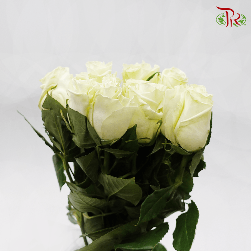 Tikan - Rose Import White (25 Stems)-White-Ecd-prflorist.com.my