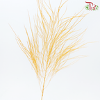 Tiki Fern Preservative - Orange (Per Bunch)-Orange-China-prflorist.com.my