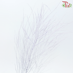 Tiki Fern Preservative - Purple (Per Bunch)-Purple-China-prflorist.com.my