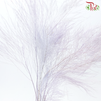 Tiki Fern Preservative - Purple (Per Bunch)-Purple-China-prflorist.com.my